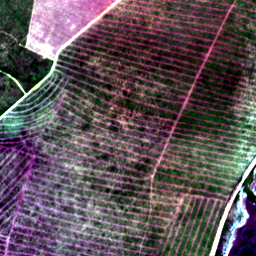 Later satellite view at 9.3858° S, 48.4135° W, the scene the model called yes.
