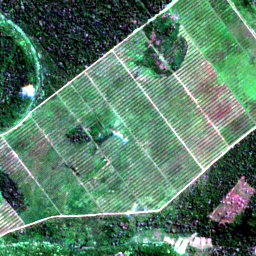 Later satellite view at 8.0704° S, 74.8703° W, the scene the model called yes.